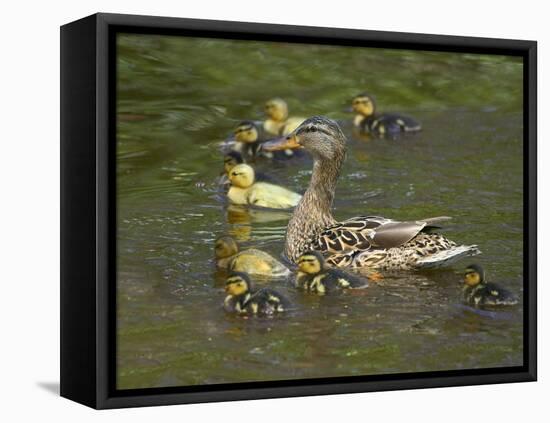 Mother Duck Leading Ducklings on the River in Keukenhof Gardens, Amsterdam, Netherlands-Keren Su-Framed Stretched Canvas