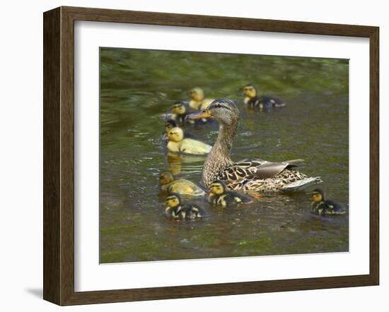 Mother Duck Leading Ducklings on the River in Keukenhof Gardens, Amsterdam, Netherlands-Keren Su-Framed Photographic Print