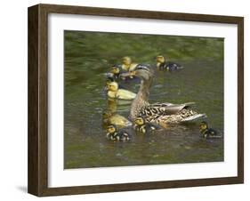 Mother Duck Leading Ducklings on the River in Keukenhof Gardens, Amsterdam, Netherlands-Keren Su-Framed Photographic Print