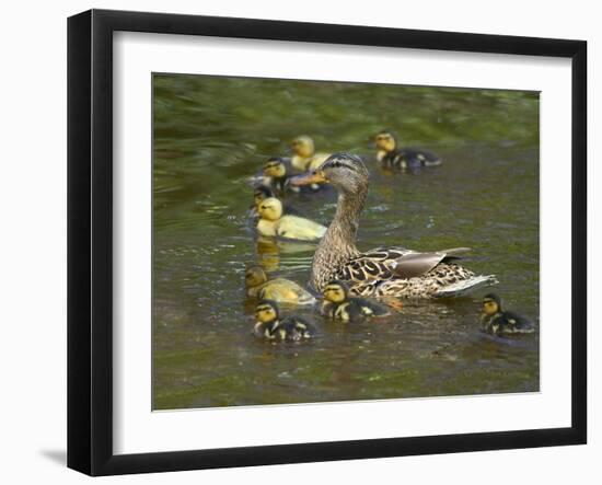 Mother Duck Leading Ducklings on the River in Keukenhof Gardens, Amsterdam, Netherlands-Keren Su-Framed Photographic Print