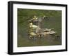 Mother Duck Leading Ducklings on the River in Keukenhof Gardens, Amsterdam, Netherlands-Keren Su-Framed Photographic Print