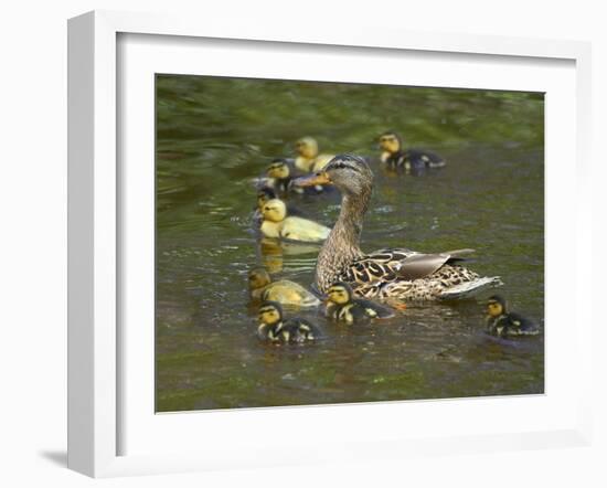 Mother Duck Leading Ducklings on the River in Keukenhof Gardens, Amsterdam, Netherlands-Keren Su-Framed Photographic Print