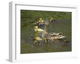 Mother Duck Leading Ducklings on the River in Keukenhof Gardens, Amsterdam, Netherlands-Keren Su-Framed Photographic Print