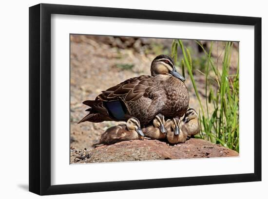Mother Duck With Ducklings-null-Framed Art Print