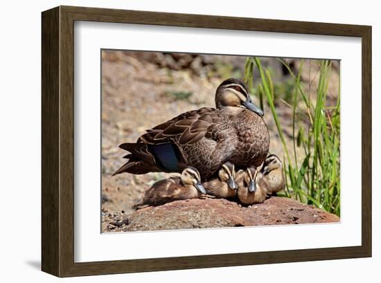 Mother Duck With Ducklings-null-Framed Art Print