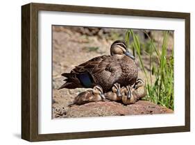 Mother Duck With Ducklings-null-Framed Art Print