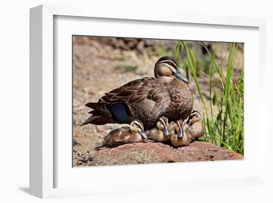 Mother Duck With Ducklings-null-Framed Art Print