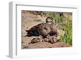 Mother Duck With Ducklings-null-Framed Art Print