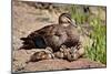 Mother Duck With Ducklings-null-Mounted Art Print