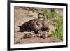Mother Duck With Ducklings-null-Framed Art Print