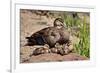 Mother Duck With Ducklings-null-Framed Art Print