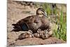 Mother Duck With Ducklings-null-Mounted Art Print