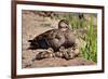 Mother Duck With Ducklings-null-Framed Art Print