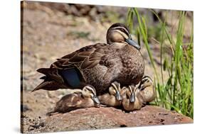 Mother Duck With Ducklings-null-Stretched Canvas