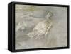 Mother Duck-Sir George Pirie-Framed Stretched Canvas