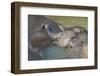 Mother Elephant and Calf Relax in Water-Jon Hicks-Framed Photographic Print