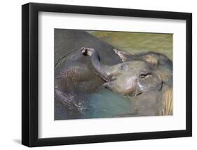 Mother Elephant and Calf Relax in Water-Jon Hicks-Framed Photographic Print