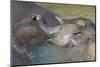 Mother Elephant and Calf Relax in Water-Jon Hicks-Mounted Photographic Print