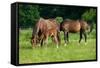 Mother, Father and Baby Horse Grazing in Field-paul prescott-Framed Stretched Canvas