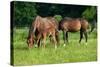 Mother, Father and Baby Horse Grazing in Field-paul prescott-Stretched Canvas