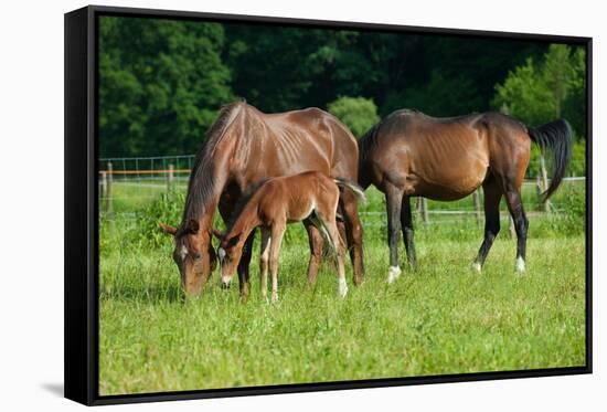 Mother, Father and Baby Horse Grazing in Field-paul prescott-Framed Stretched Canvas