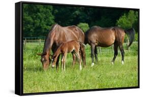 Mother, Father and Baby Horse Grazing in Field-paul prescott-Framed Stretched Canvas