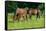 Mother, Father and Baby Horse Grazing in Field-paul prescott-Framed Stretched Canvas