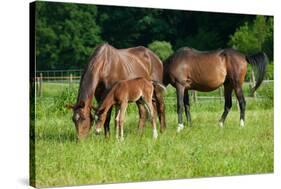 Mother, Father and Baby Horse Grazing in Field-paul prescott-Stretched Canvas