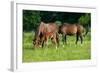 Mother, Father and Baby Horse Grazing in Field-paul prescott-Framed Photographic Print