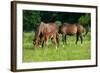 Mother, Father and Baby Horse Grazing in Field-paul prescott-Framed Photographic Print