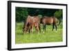 Mother, Father and Baby Horse Grazing in Field-paul prescott-Framed Photographic Print