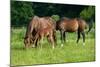 Mother, Father and Baby Horse Grazing in Field-paul prescott-Mounted Photographic Print