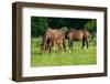 Mother, Father and Baby Horse Grazing in Field-paul prescott-Framed Photographic Print