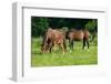 Mother, Father and Baby Horse Grazing in Field-paul prescott-Framed Photographic Print