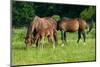 Mother, Father and Baby Horse Grazing in Field-paul prescott-Mounted Photographic Print