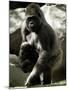 Mother Gorilla Julia-null-Mounted Photographic Print