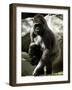 Mother Gorilla Julia-null-Framed Photographic Print