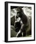 Mother Gorilla Julia-null-Framed Photographic Print