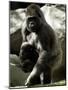 Mother Gorilla Julia-null-Mounted Photographic Print