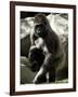 Mother Gorilla Julia-null-Framed Photographic Print