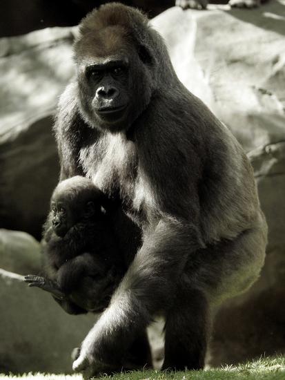 Premium Photographic Print, , large