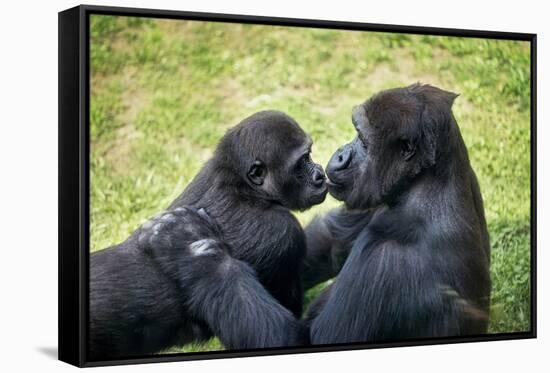 Mother Gorilla Kissing Her Baby-luckybusiness-Framed Stretched Canvas