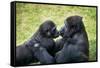 Mother Gorilla Kissing Her Baby-luckybusiness-Framed Stretched Canvas