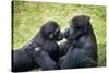 Mother Gorilla Kissing Her Baby-luckybusiness-Stretched Canvas