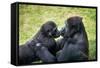 Mother Gorilla Kissing Her Baby-luckybusiness-Framed Stretched Canvas