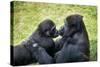 Mother Gorilla Kissing Her Baby-luckybusiness-Stretched Canvas