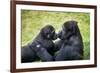 Mother Gorilla Kissing Her Baby-luckybusiness-Framed Photographic Print