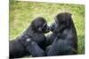 Mother Gorilla Kissing Her Baby-luckybusiness-Mounted Photographic Print