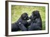 Mother Gorilla Kissing Her Baby-luckybusiness-Framed Photographic Print