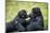 Mother Gorilla Kissing Her Baby-luckybusiness-Mounted Photographic Print